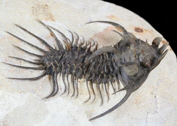 Very Nice Quadrops Trilobite - #38797